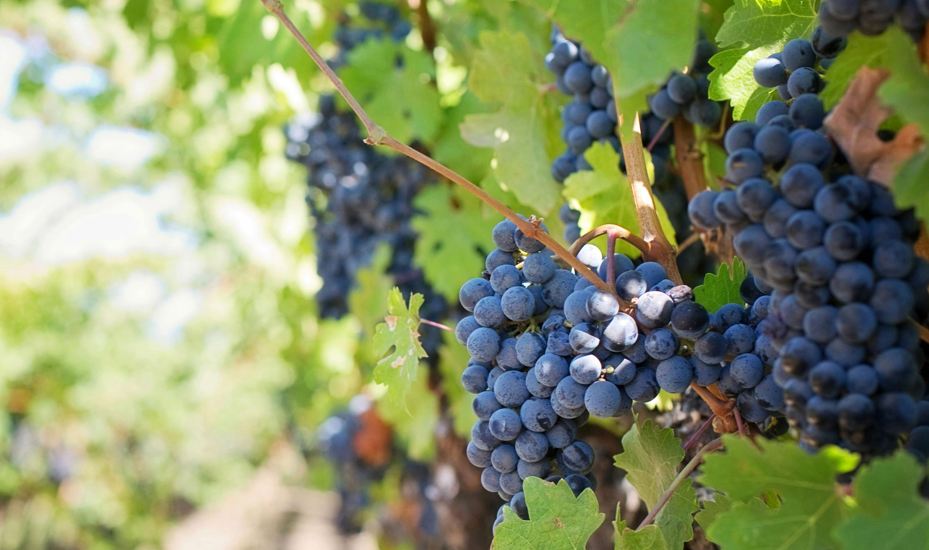 The Movement that Redefines Winemaking Through Nature, Simplicity, and Integrity